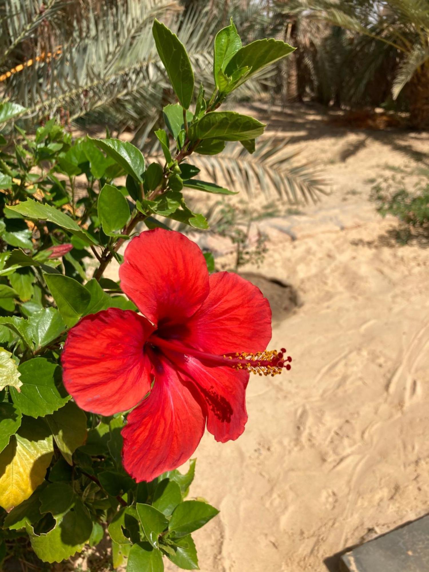 Wafla Villa Siwa Oasis Ngoại thất bức ảnh