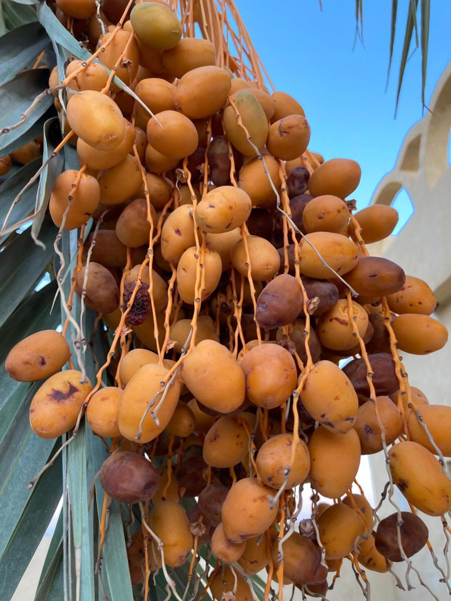 Wafla Villa Siwa Oasis Ngoại thất bức ảnh